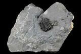 Rare, Gondwanaspis Trilobite - Issoumour, Morocco #174725-5